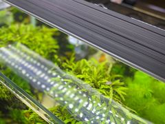 -白佛花鸟鱼虫批发市场小型宠物交易(东区)