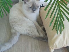 -藏猫猫咖啡主题馆(中央大道店)