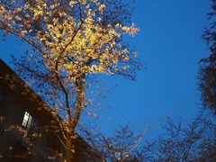 -武汉大学-樱园