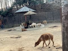 -大连森林动物园