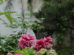 -留园
