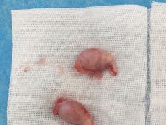 -纳吉亚猫专科动物诊疗中心(蒋宅口分院)