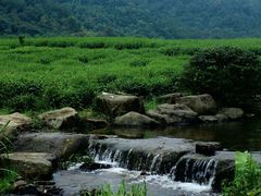 -中国茶叶博物馆(双峰馆区)