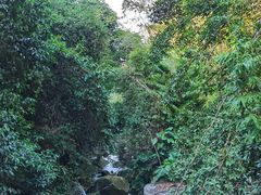 -海南霸王岭国家森林公园