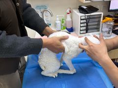 -美联众合动物医院·24h京西诊疗中心