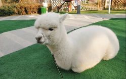 -萌宠亲子动物乐园(槐房万达店)