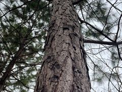 -泗洪洪泽湖湿地景区