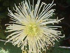 -上海市龙华烈士陵园