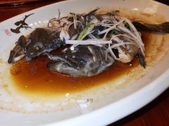 清蒸青斑鱼-聚春园自助餐厅(东街口店)