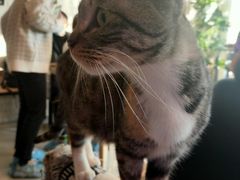 -平行世界·猫咖(首经贸店)