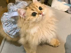 -欣宠猫屋·矮脚拿破仑·蓝金金渐层