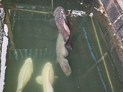 -蓝湾碧波·老字号·疍家非遗海上餐厅