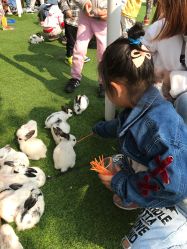 -萌宠亲子动物乐园(槐房万达店)