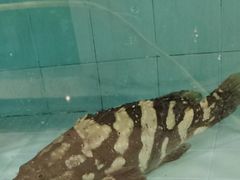 -广东嘉华大酒店·季花铁板烧餐厅