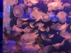 -海合安青岛极地海洋公园