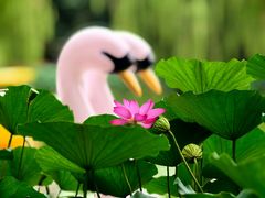 -丰台花园