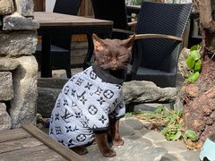 -喵屿·大理花园猫咖