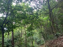 -火炉山森林公园