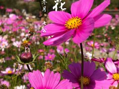 -红山村