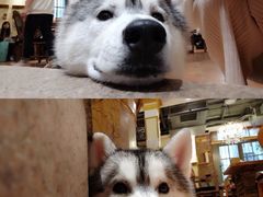 -more than meow吴止猫主题餐厅(承德 中船汇店)