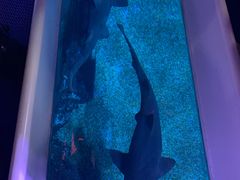 -暹罗海洋世界
