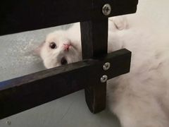 -猫友咖啡店(玉林西路店)