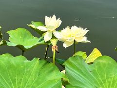 -莲花池公园