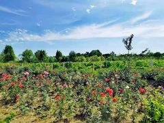 -安德鲁户外烧烤帐篷营地(马泉营店)