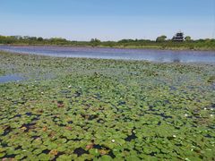 -上海海湾国家森林公园