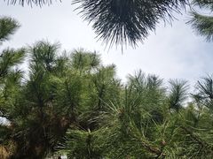 -洛阳市隋唐城遗址植物园