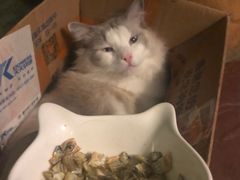 -猫猫幼稚园·撸猫·桌游·电玩