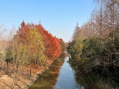 -上海长兴岛郊野公园