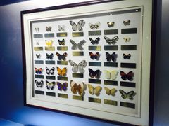 -上海昆虫博物馆