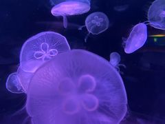 -欢乐海岸海洋奇梦馆