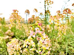 -中国天府农业博览园