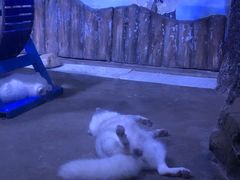 -芜湖新华联大白鲸海洋公园