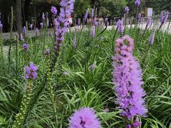 -长春市南湖公园