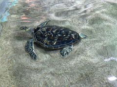 -哈尔滨波塞冬海底世界