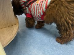 -博特宠物医院24h犬猫全科.骨科·异宠