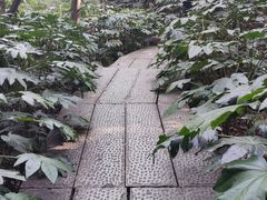 -杭州半山国家森林公园