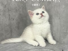 -小猫来了·猫舍(红山六九七九店)