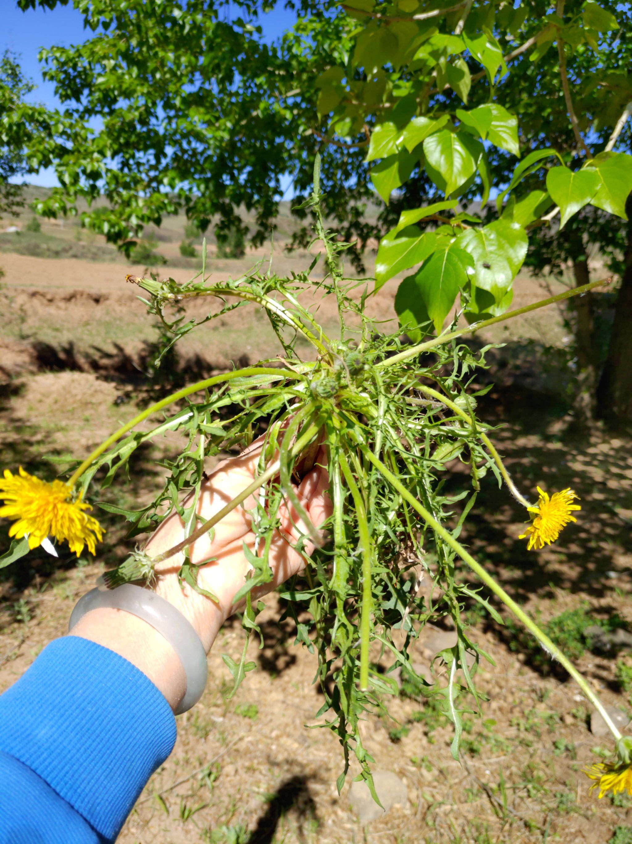 夏天的味道~蒲公英
