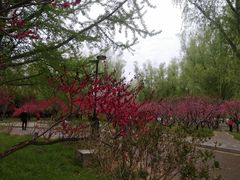 -莲花池公园