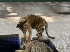 -秦皇岛野生动物园