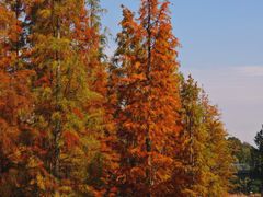 -白鹭湾湿地公园