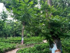 -上海共青森林公园