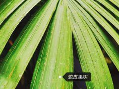 -中国科学院西双版纳热带植物园