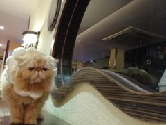 -more than meow吴止猫主题餐厅(承德 中船汇店)