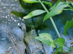 -碓臼峪自然风景区