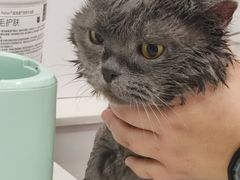 -老吴的猫·猫舍(新区店)
